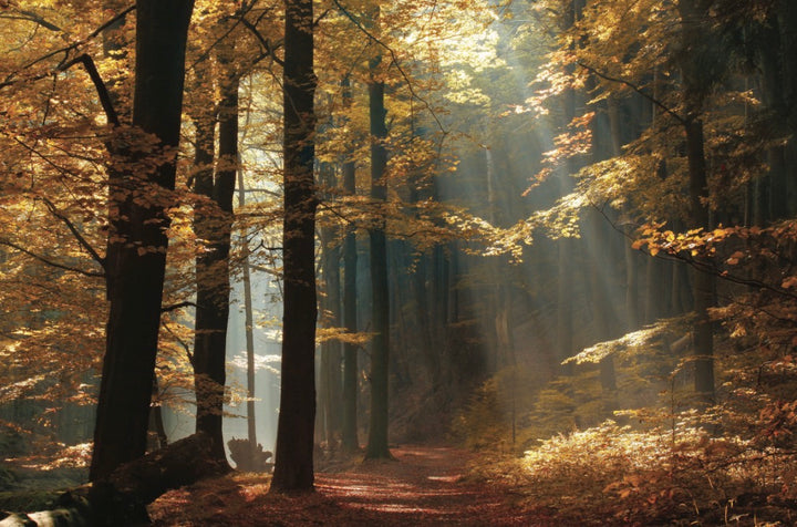 Autumn Ashes Scatter Tube